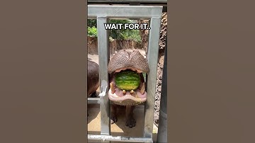 This is how a HIPPO eats WATERMELON 😱😂