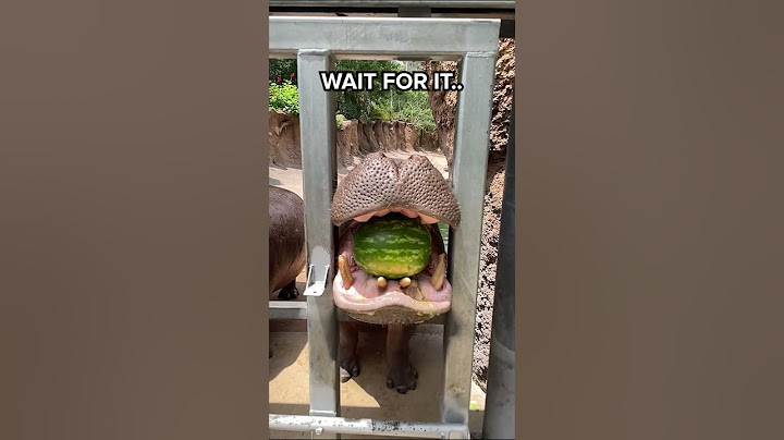This is how a HIPPO eats WATERMELON 😱😂