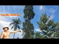 Hồi hộp khi Vua Khỉ (Ba Tùng) cheo leo ở độ cao gần 31 mét. Để cưa cây Sao (Sawing Giant Golden Oak)