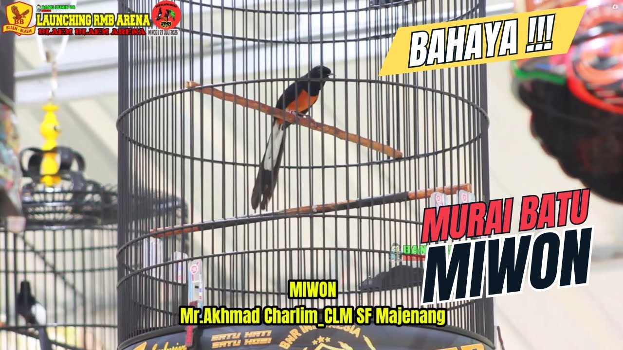 BAHAYA !! MURAI BATU MIWON : 1 || Launcing RMB ARENA