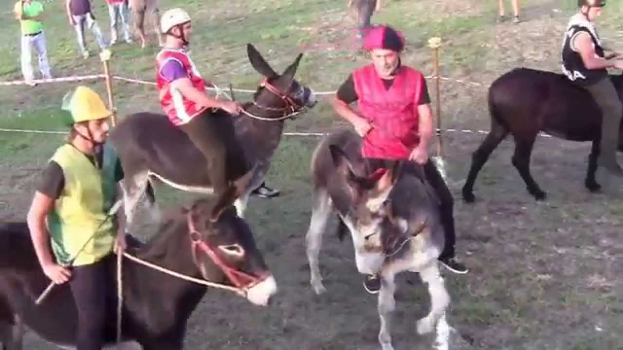 palio dei ciuchi vetulonia 2015