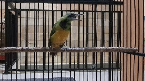 gacor mbeset parah CUCAK CUNGKOK/Chloropsis hardwickii