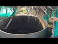 ORGANIC FARMING IN INDIA! Two Brothers Oragnic Farms Tour