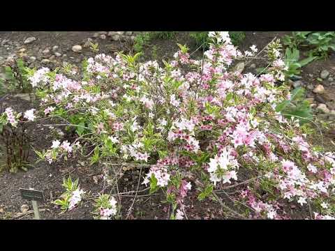 Weigela Plant Profile