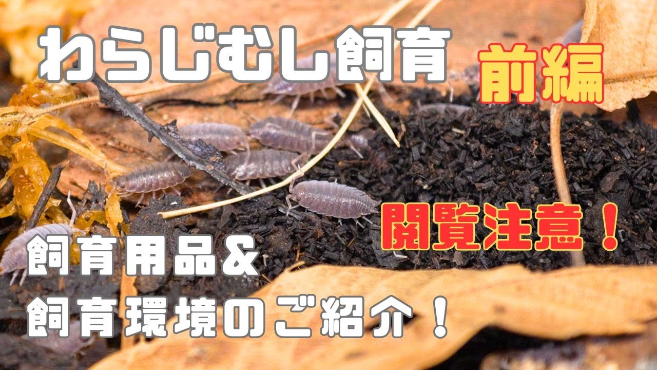（前編）ワラジムシの飼い方・殖やし方・飼育用品・飼育環境についてまとめました