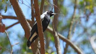 Australian Magpies - Everything You Need to Know!