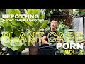 Extreme plant care focusing on repotting soil and root health  plant care porn vol 2