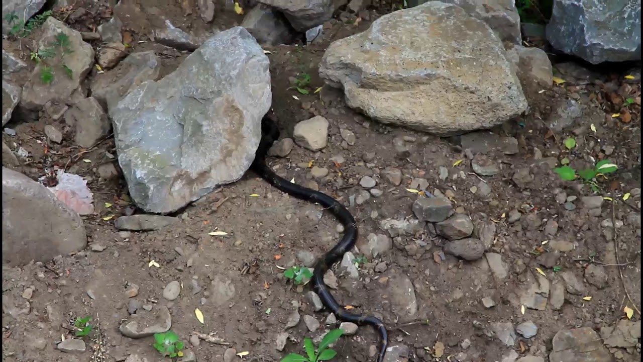 松花蛇 吉林長白山藥水泉 賴鵬智攝 Youtube