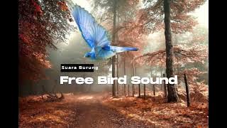 Free bird sound (backsound suara burung di alam)
