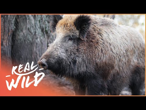 The Danger Of The Wild Boar (Wildlife Documentary) | Savage Wild documentary thumbnail