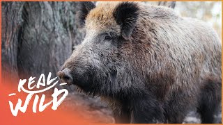 THE DANGER OF THE WILD BOAR