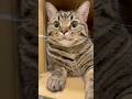 ダンボール大好きな猫たちと、ハイテンション飼主www #cat #猫