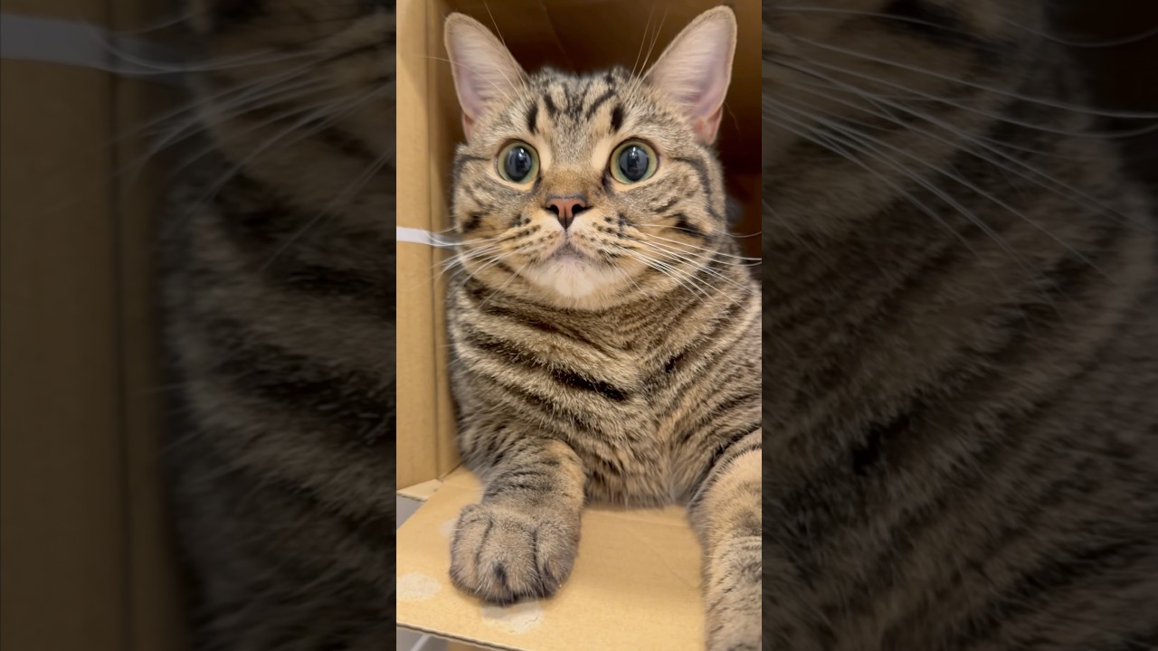 ダンボール大好きな猫たちと、ハイテンション飼主www #cat #猫