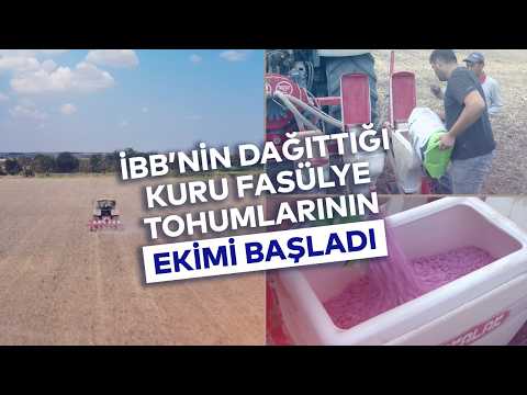 İBB'NİN DAĞITTIĞI KURU FASÜLYE TOHUMLARININ EKİMİ BAŞLADI