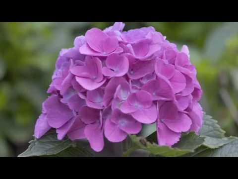  Gardener Channel: Proven Winners® Cityline™ Hydrangeas  YouTube