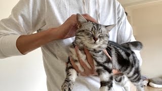 Life With Cats - Abby and Koala #27 by Abby and Koala 1,501 views 3 years ago 3 minutes, 38 seconds