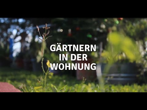 Video: Gemüsegarten Auf Der Fensterbank