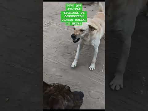 #PITBULL POTENCIALMENTE PELIGROSO QUIERE ATACAR A MI MANADA