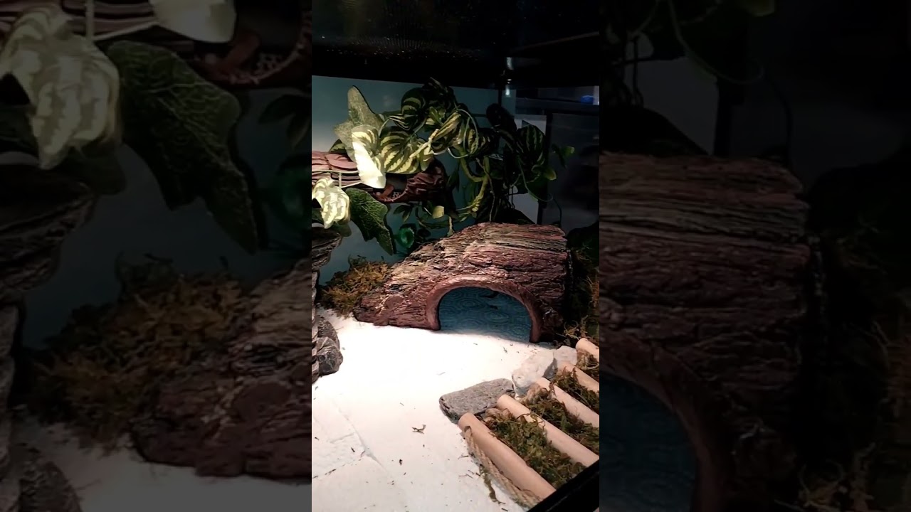 Geckos new habitate set up!