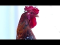 Mengenal Ayam Ketawa Yang Unik