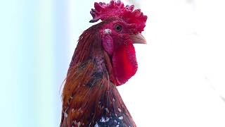 Uniknya AYAM KETAWA Ayam Hias Bersuara Merdu | RAGAM INDONESIA (26/06/20)