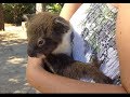 Heart Warming Moment Mama & Baby Koala Reunite