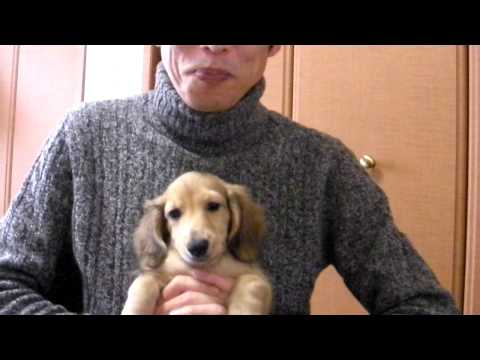 子犬選びのチェックポイント