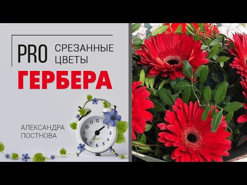 Видео: Что означает цветок герберы?