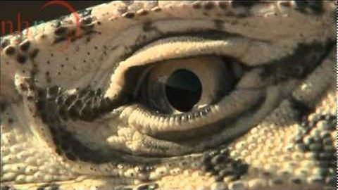 Life Force: Australia