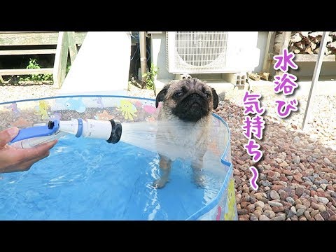 犬とまったり過ごす田舎の休日 パグ犬ぷぅ Pug Youtube