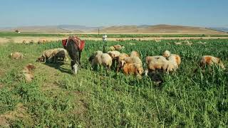 Bingöl Çobanlar Kemalettin Kamu