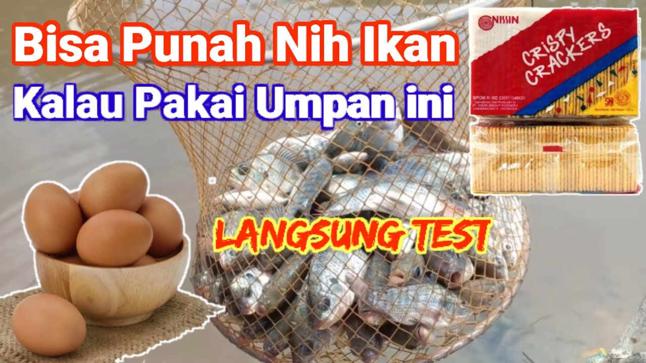 Umpan ikan Nila dan Ikan Betok yang susah makan||Pakai umpan ini pasti