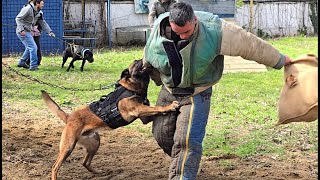 Cool Malinois Hard. Protecting the territory from “uninvited guests”.СТРАЖ Odessa by МИЛЫЕ ПИТОМЦЫ CUTE PETS 3,482 views 1 month ago 50 seconds