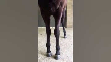 Angular Limb Deformities