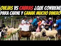 Cabras vs Ovejas ¿Cuál es Más Rentable en 2026