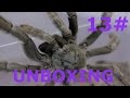 3 Samiczki P. cambridgei / H. maculata / P. irminia  UNBOXING #13