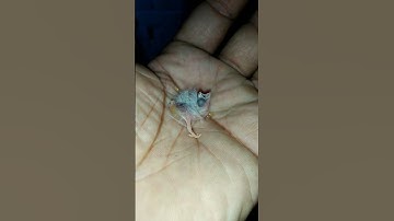 Finch Bird Baby Hand Feeding