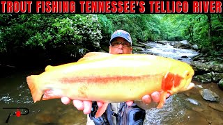Trout Fishing Tennessee's Tellico River