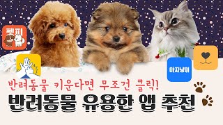 반려동물 키울 때 유용한 어플 추천!ㅣ강아지 훈련방법부터 통역까지ㅣ도그마스터ㅣ아지냥이ㅣ펫피ㅣipet screenshot 1