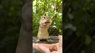 Pause vs Freeze #shorts #charlie #chipmunk #animals #nature #wildlife #funny #comedy #humor #lol