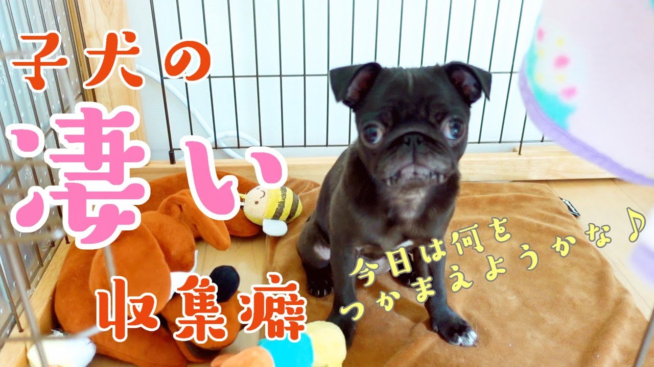 【パグ、pug】大暴走！！子犬の収集癖！Hard run.Puppy collecting habits YouTube