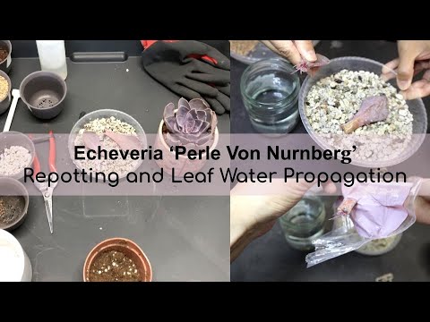 วีดีโอ: Echeveria 'Perle Von Nurnberg' – วิธีการปลูก Perle Von Nurnberg ที่ฉ่ำ