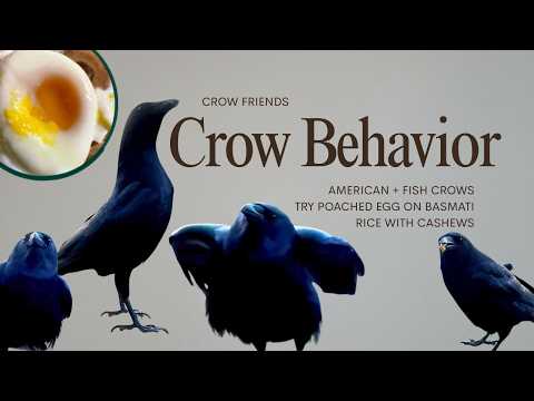 A study of crow family behavior - poached egg on rice.