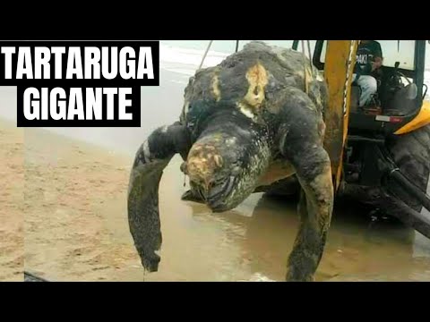 Vídeo: A maior tartaruga do mundo - o que é?