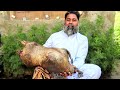 Bakre Ki Khaal Main Lasi Aur  Makhan Banane Ka Tarika /Gilgit Baltistan Traditional Method / Mubarak