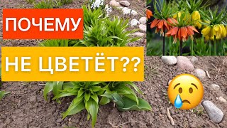 Почему не цветет Рябчик Императорский?!