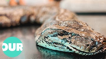 These Giant Florida Pythons Live In The Most Unexpected Places | Our World