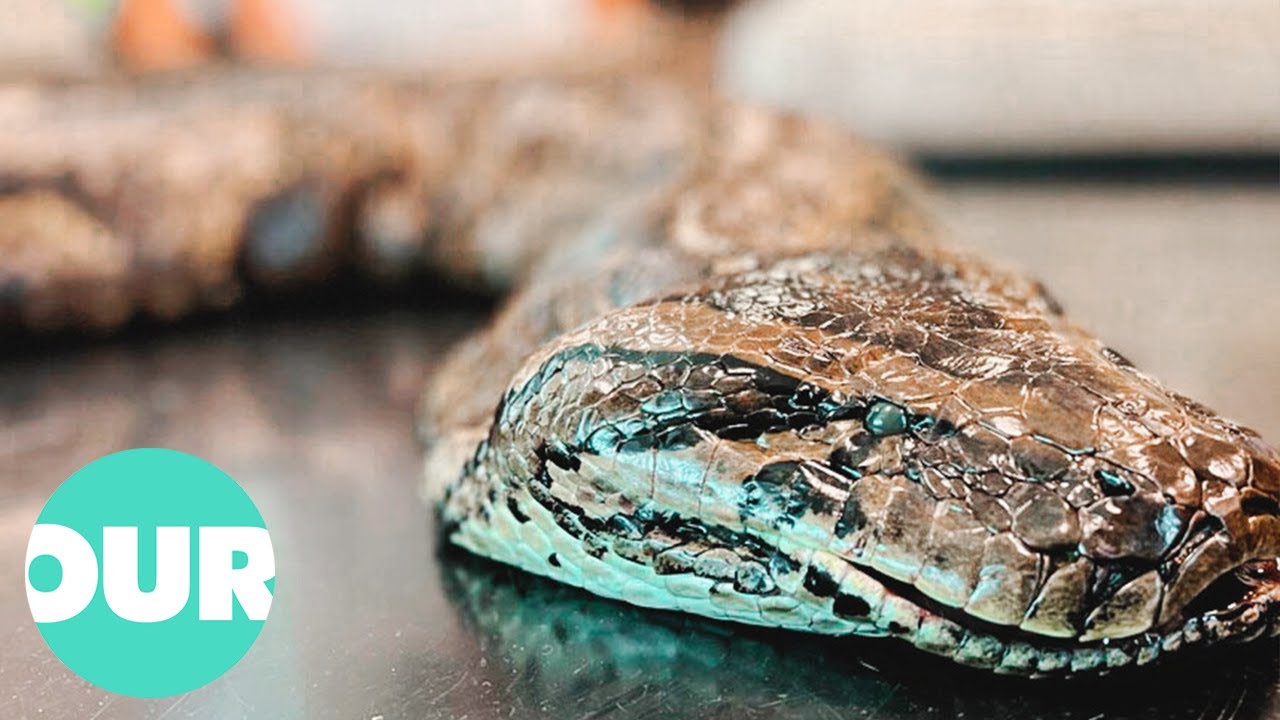 These Giant Florida Pythons Live In The Most Unexpected Places | Our ...