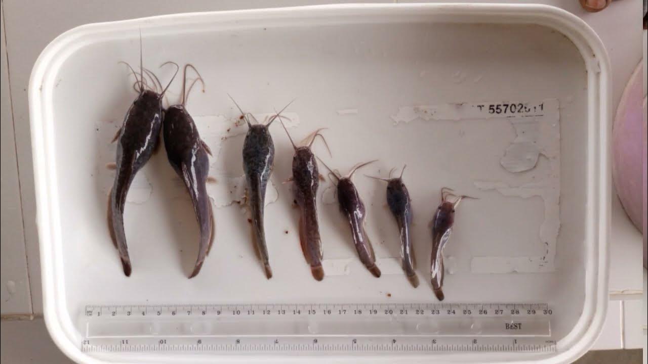 Fingerlings and Juvenile size... perfect size for both New and old