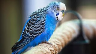 صدای مرغ عشق The voice of budgerigar